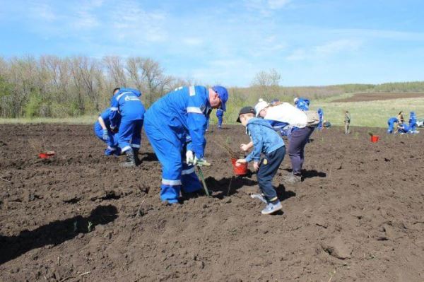 В Оренбуржье восстановили более 90% утраченных насаждений