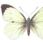 양배추 흰자위 또는 양배추 나비 : 사진, 해충을 인식하는 방법 및 처리 방법